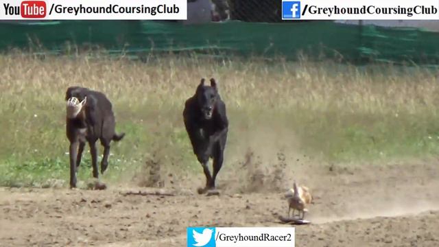 Greyhound chasing toy | Dog race 2021 | Greyhound running | track racing смотреть онлайн