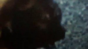 КАВКАЗКАЯ ОВЧАРКА В ДЕЛЕ!😎😎😎😎