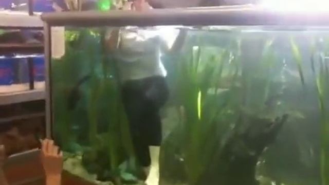 Girl swims in fish tank смотреть онлайн