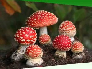 Детская песенка-презентация про мухомор