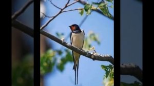 Алексей Плещеев - Сельская песенка