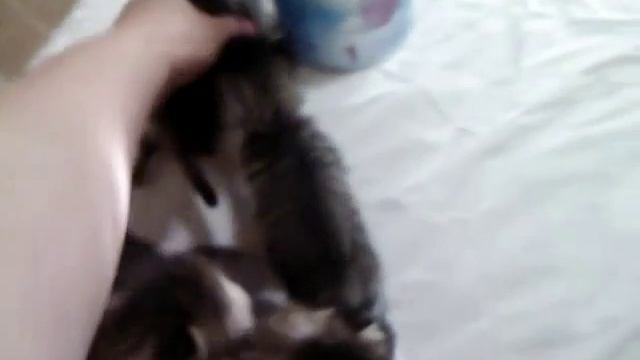 5 котят на искусственном вскармливании (1) смотреть онлайн