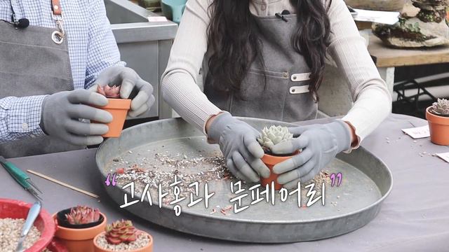 "꽃을 닮은 다육이 7종" 다육이 키우기│#르노어딘금 #덴트라젬 #문페어리 #아르제 #엑스 #레티지아 #고사홍│다육이종류 다육이관리 смотреть онлайн