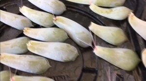 Эхеверия  Размножение