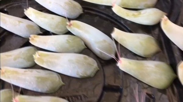 Эхеверия  Размножение