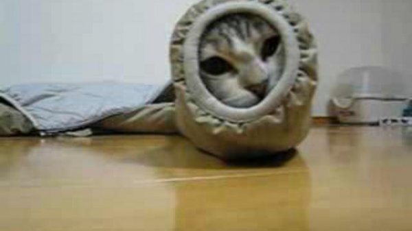 dunecat tubecat