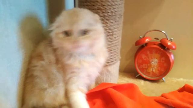 Meliri Geralt , красный серебристый мраморный смотреть онлайн