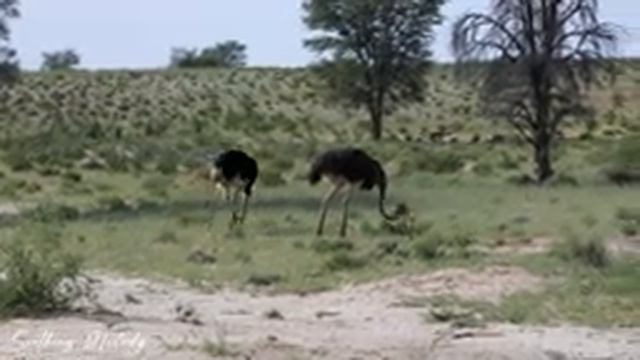 4K African Wildlife - Amazing Wildlife Of Zimbabwe - Hwange National Park