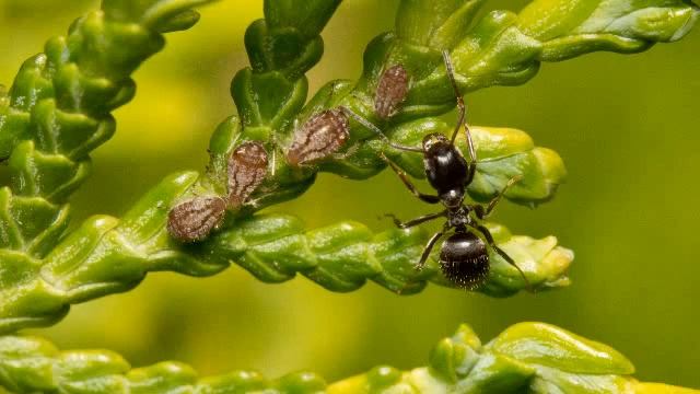 Черный садовый муравей. Что делать? (Садовод Андрей Туманов) смотреть онлайн