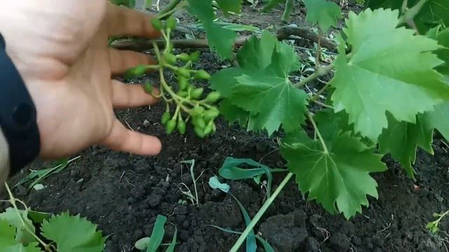 Виноград Монарх (Хризолит) Результат опыления 2020 смотреть онлайн