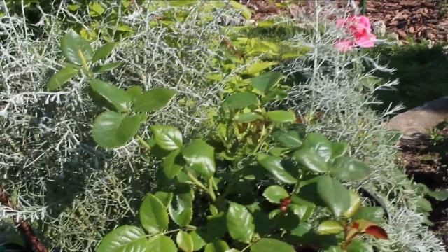 Компактные розы в саду? Альберих, Шоне Кобленцерин, Корданы. Букетная, бордюрная, горшечная посадка смотреть онлайн