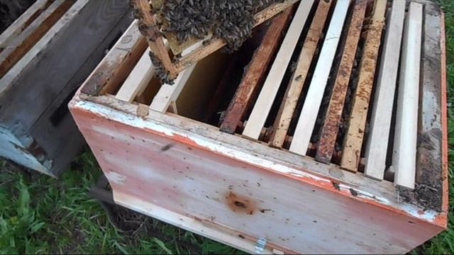 Пересадка роя 2022 года смотреть онлайн