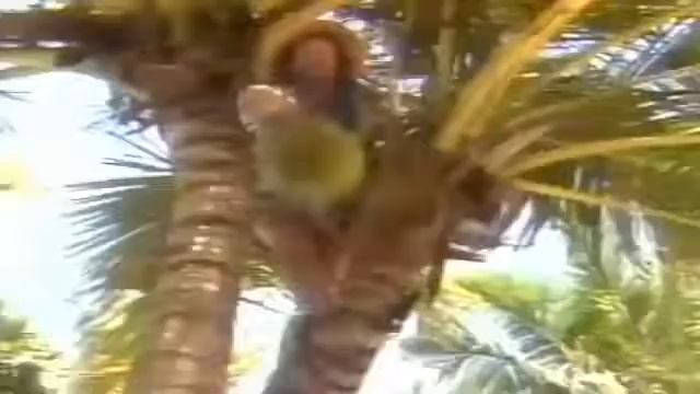 LAID BACK Sunshine Reggae 1983 смотреть онлайн