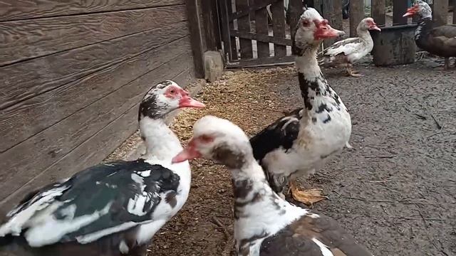 Как определить Пол. Утка или Селезень отличия . Что можно Давать вместо Травы Уткам. Мускусные утки. смотреть онлайн