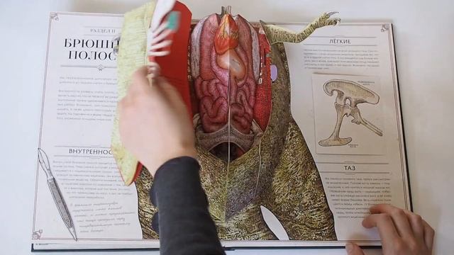Тираннозавр рекс. Интерактивная книга-панорама смотреть онлайн