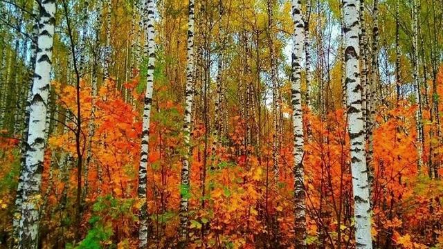 Николай Благов - Свежим утром. Читает Владислав Витковский смотреть онлайн