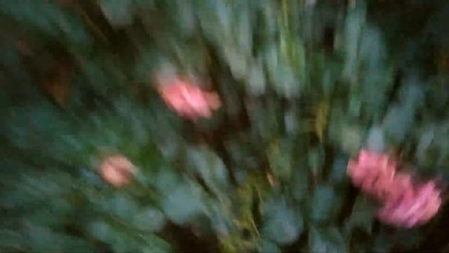 МУЧНИСТАЯ РОСА на РОЗАХ. ЭФФЕКТИВНЫЕ И ПРОСТЫЕ МЕТОДЫ БОРЬБЫ. смотреть онлайн