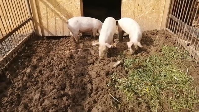 Я не волшебник! смотреть онлайн
