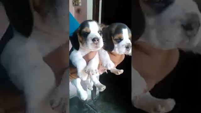 8979074026 beagle dog available смотреть онлайн