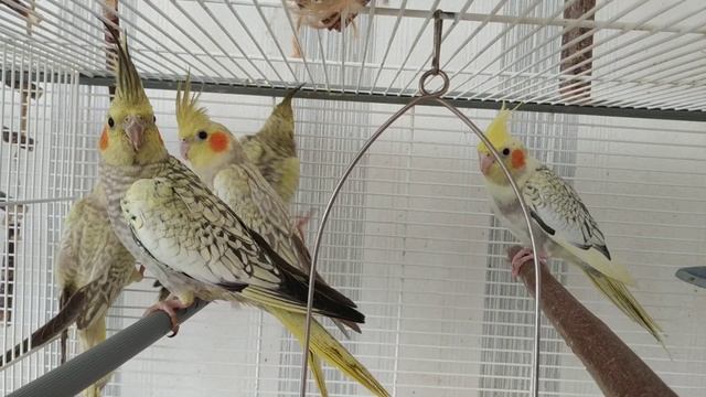 #harizma_ptichka Птенцы корелл 2-3 месяца смотреть онлайн