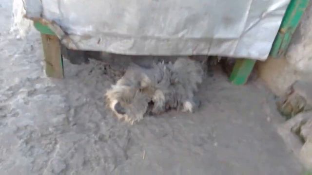 Магические щенки Миттельшнауцеры. смотреть онлайн