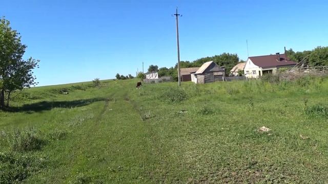 НАШИ КОРОВЫ САМЫЕ ЧИСТЫЕ! Будем ли мы увеличивать поголовье коров? смотреть онлайн