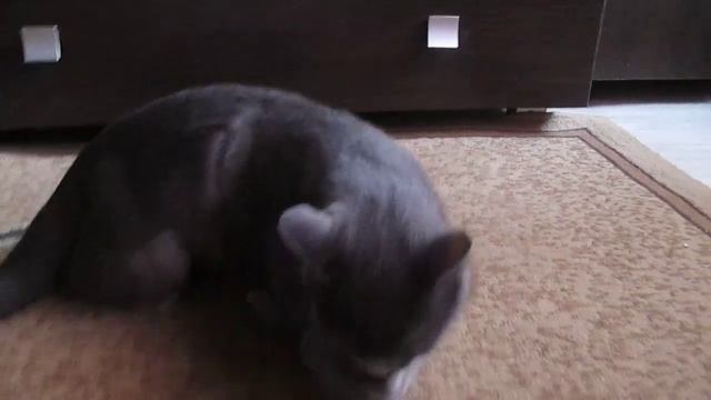 Кошка мама и котенок доча играют смотреть онлайн