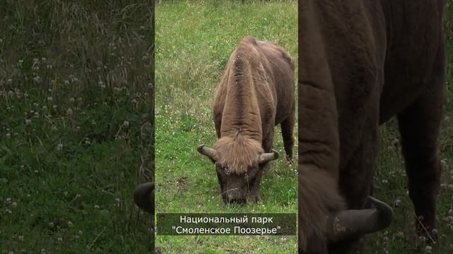 Красная книга РФ. Европейский зубр смотреть онлайн