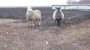 Весёлые барашки...