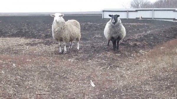 Весёлые барашки...