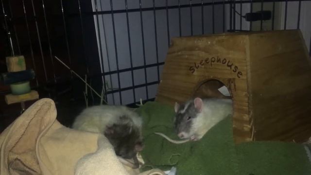 Two Rats Sleeping with a Guinea Pig. Java, Script, and Richard смотреть онлайн