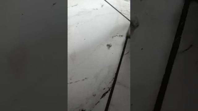 Детектив Мопски-Дело о пропавшей-сосисочке смотреть онлайн