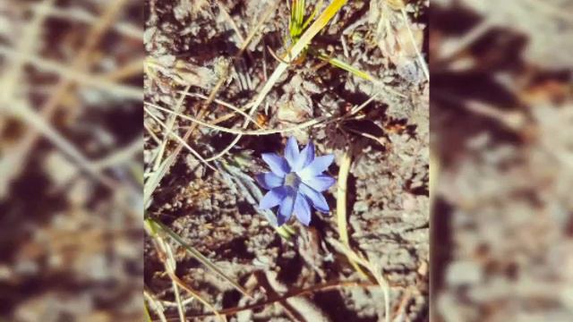 Flower In Everest Region