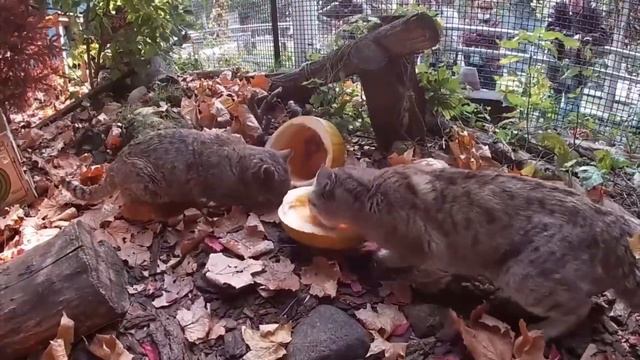 Московский зоопарк объявил «Тыквенно-кукурузную фиесту» смотреть онлайн