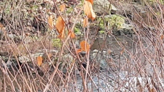 Стайка Диких Курочек пасётся вдоль бушующей реки / / Flock of wild chickens graze along the river. смотреть онлайн