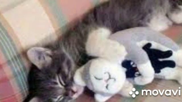 Мы в ответе за тех кого приручили