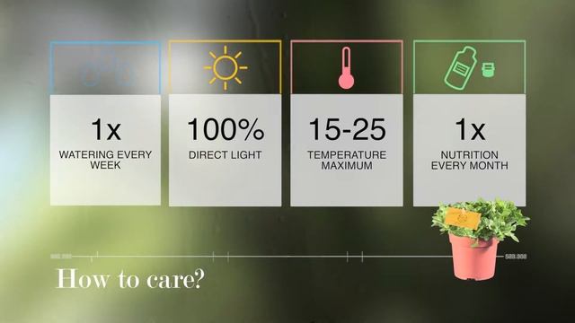 Fittonia verschaffeltii - Mont Blanc смотреть онлайн