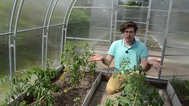 Формирование томатов: удаляем пасынки и листья правильно смотреть онлайн