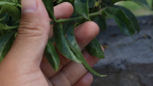 Cuidados de la Pereskia aculeata - Ora pro Nobis - flora argentina - Grosella de Barbados - cactus смотреть онлайн
