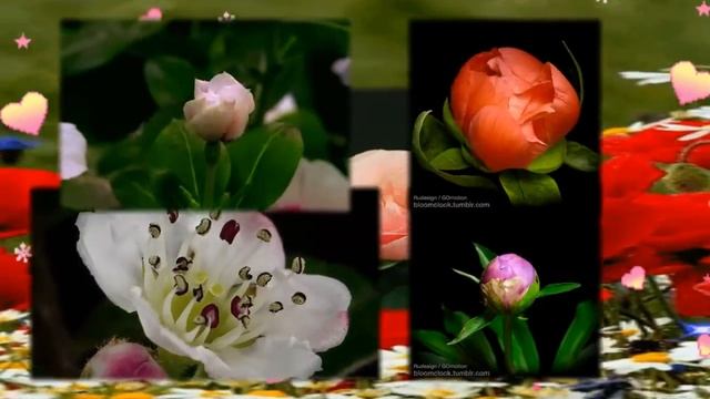 С Днем Рождения Валентина! смотреть онлайн