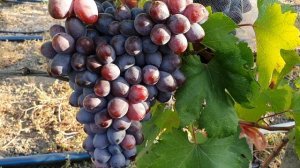 Кишмиш Сказка 2021