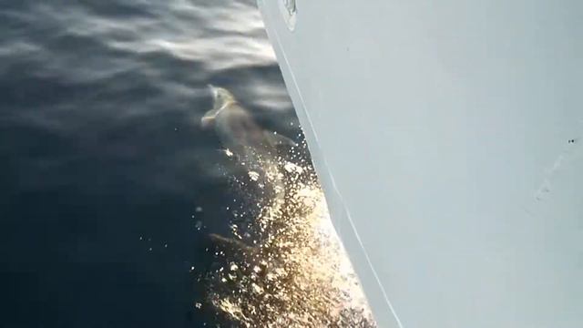 Греция.Дельфин. смотреть онлайн