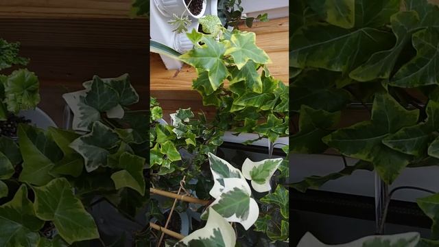 Комнатные Растения. Излишки Почтой. Продолжение. 27.03.23.