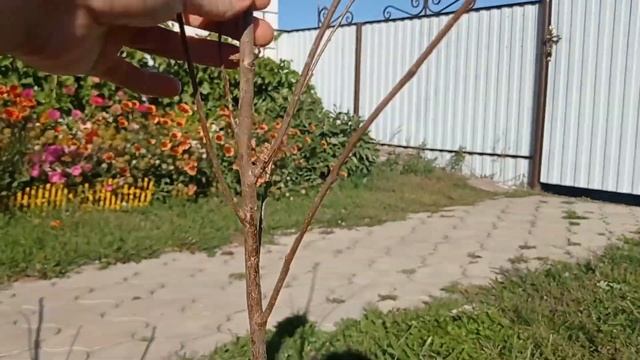 #саженцы_дешево#отзыв#вишня#зизифус Отзыв клиента Агромаркет24! смотреть онлайн