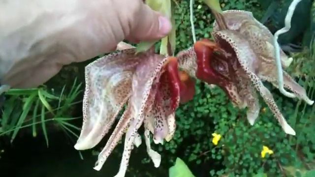 OrchidWeb - Coryhopea Red Martian смотреть онлайн