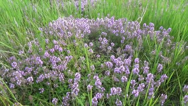 Чабрец (стихотворение В. Гаазова) смотреть онлайн