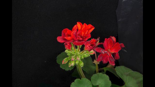Geranium Blooming - Time-lapse Pt. 1