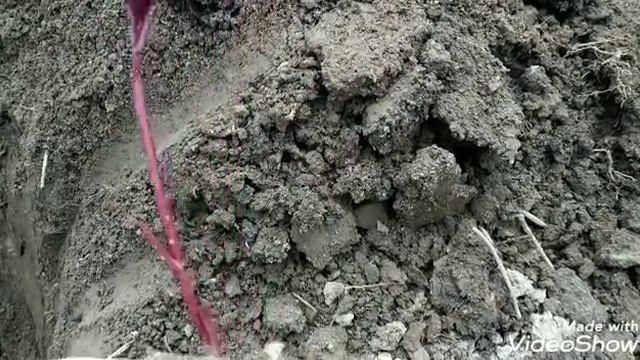 Весенняя посадка Пионов????????? смотреть онлайн