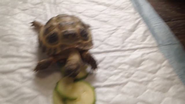 Мини обзор на черепаху смотреть онлайн