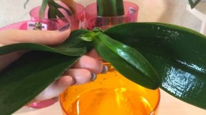 Реанимация орхидеи без корней. Самый простой и эффективный способ!